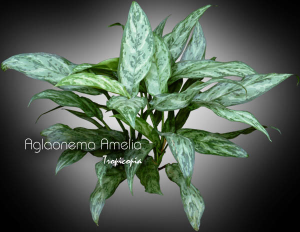 Aglaonema - Aglaonema 'Amelia' - Chinese Evergreen